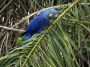 Day02 - 50 * Hyacinth Macaw